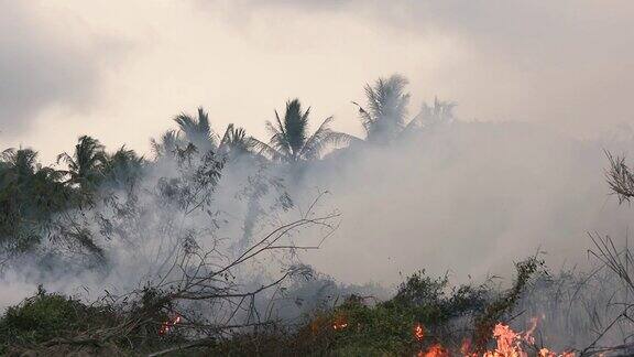 野火而干旱特写火焰来自农田的烟尘污染