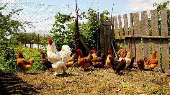 放养的鸡在农场的院子里漫步