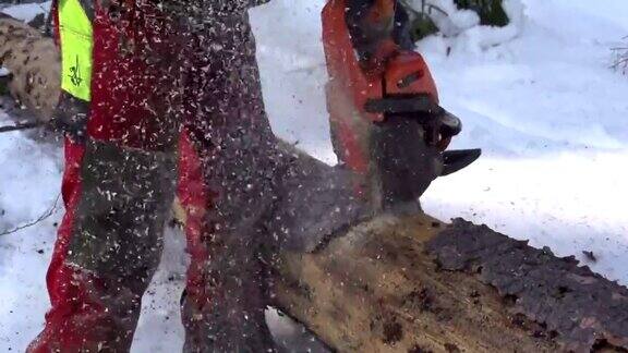 慢镜头:伐木工人正在砍树干