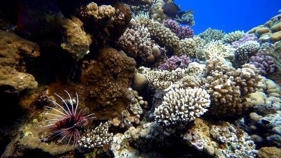 热带鱼海洋生物珊瑚礁热带海洋和珊瑚礁