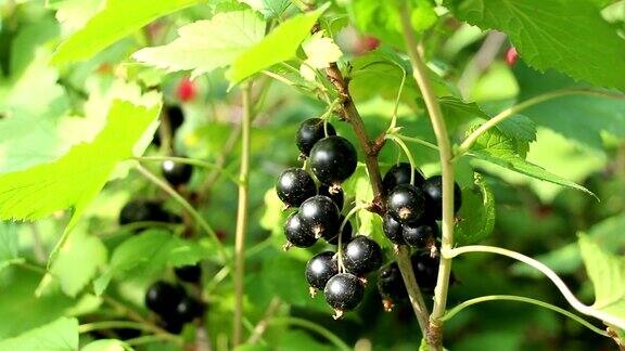 花园里有黑醋栗、黑醋栗、甜甜的浆果