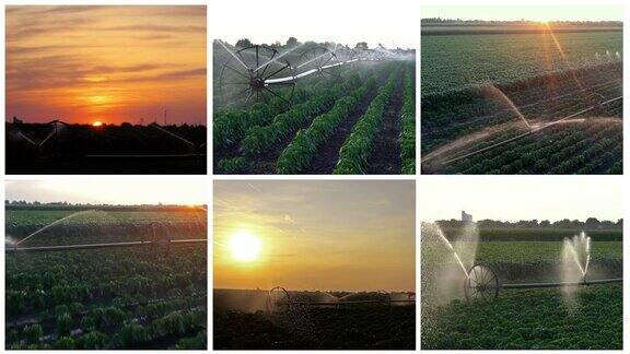 灌溉系统喷洒水在田地里的作物在日落-多屏幕视频