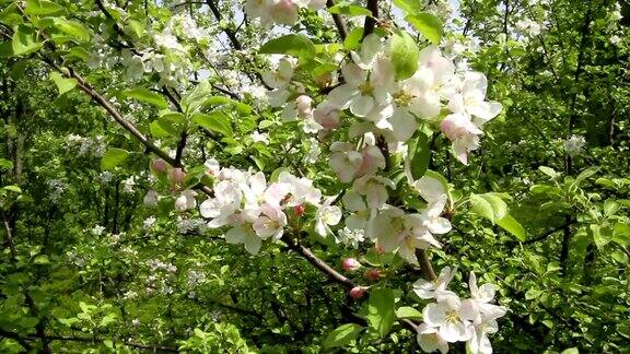 美丽的果树花朵在春天盛开大自然在春天再生的神奇魔力