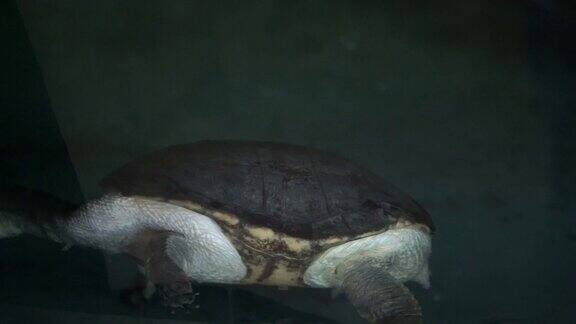 在水族馆里游泳的软壳鳄龟