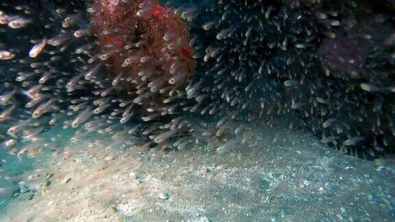 洞穴中巨大的玻璃鱼群阿布达巴马萨阿拉姆红海埃及非洲