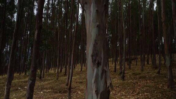 瓦拉斯森林中一棵大松树的垂直盘