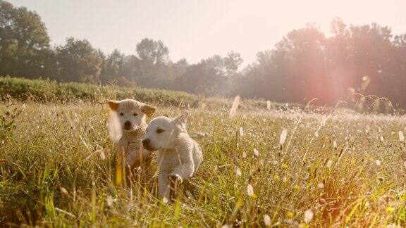 超级慢动作时间扭曲效果的小狗奔跑在草地上打狗日落时分金毛猎犬的幼犬在草地上奔跑
