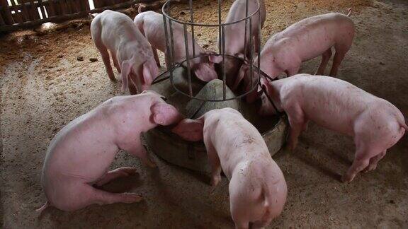小猪在农场里吃东西