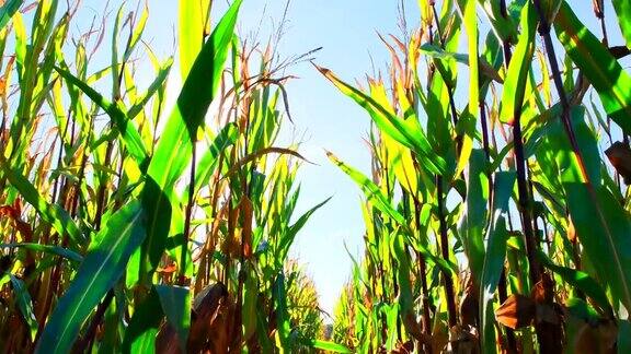 在一个秋高气爽的日子里走过一片玉米地