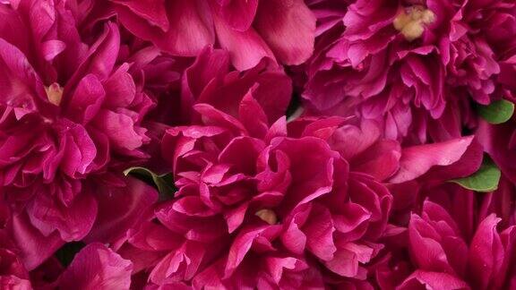牡丹盛开的粉红色牡丹花背景旋转自然背景旋转慢动作特写美丽的花朵