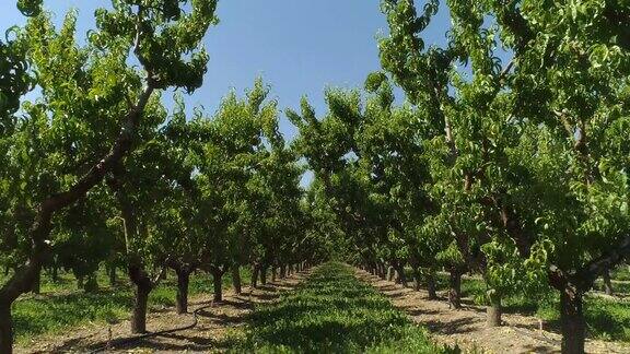 在一个阳光明媚的日子里科罗拉多州帕利塞德的果园里成排的成熟桃树的无人机拍摄