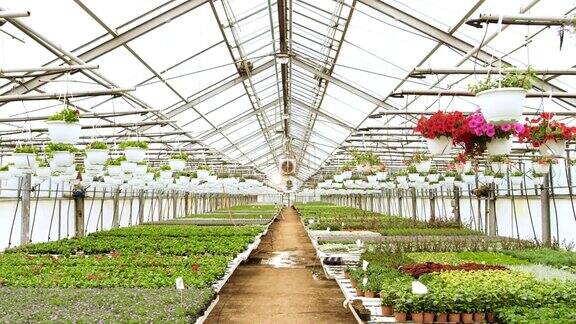 在阳光明媚的工业温室里镜头穿过一排排色彩鲜艳、美丽、稀有和商业上可行的花卉和植物大型生产主题