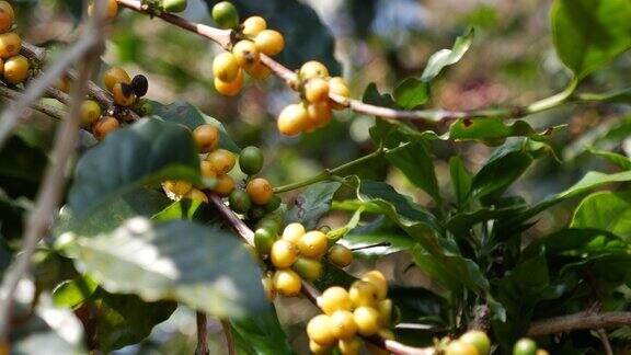 黄色咖啡豆浆果植物新鲜种子咖啡树生长在黄色波旁生态有机农场接近黄色成熟的种子浆果收获阿拉比卡咖啡花园新鲜咖啡豆绿叶丛