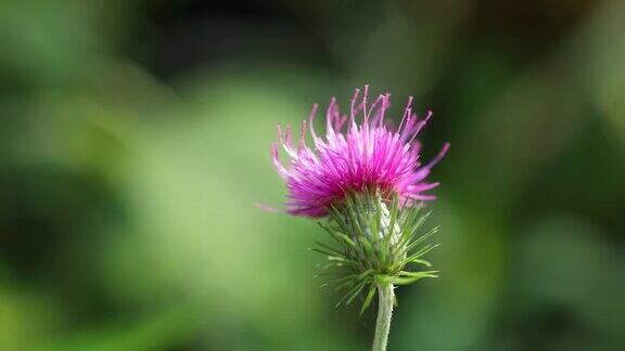 苏格兰蓟的紫罗兰粉红色花模糊的绿色背景特写的花冠