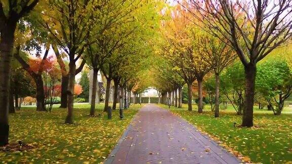 美好的秋天的风景公园里有黄树的小巷