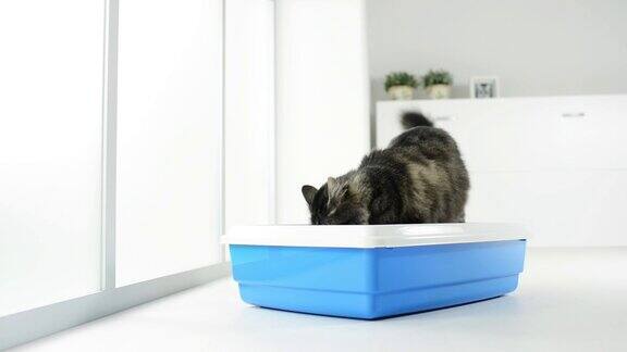 猫在用猫砂盆