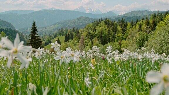 斯洛文尼亚在阳光明媚、田园诗般的草地上白色的春花以群山为背景