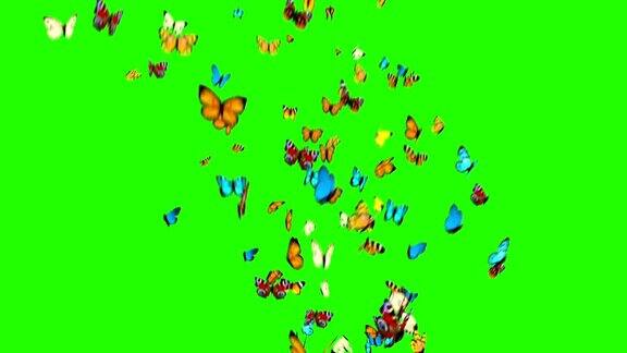 蝴蝶在绿色的背景上飞舞