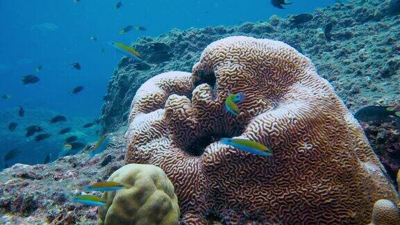 迷宫珊瑚的水下珊瑚白化