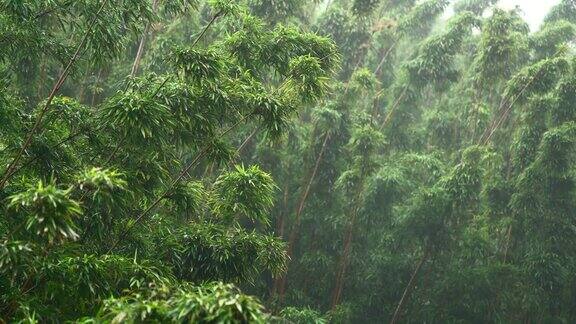 雨林中的竹子在雾中伴着风雨