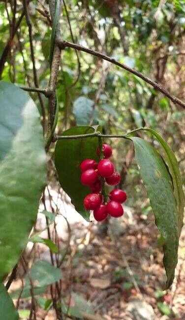 山雀森林中的热带浆果