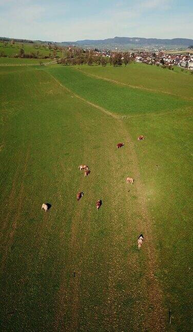 牛在草地上吃绿草垂直视频奶牛在牧场上吃草