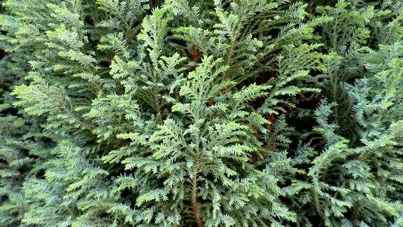 绿的香柏树lawsoniana背景
