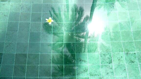 花白鸡蛋花漂浮在池水棕榈树影响在夏季阳光明媚的热带度假胜地