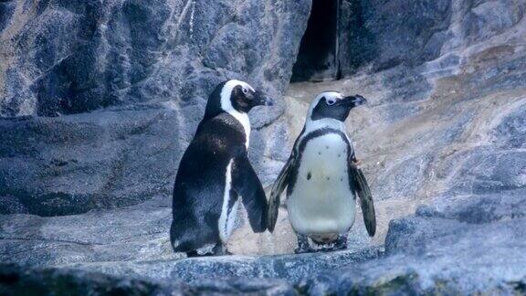企鹅夫妇在大自然中拥抱