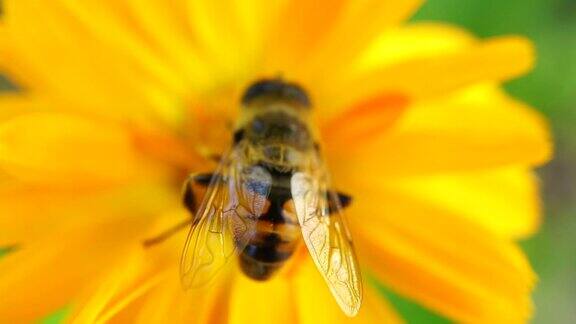 一只蜜蜂在黄花上收集花粉