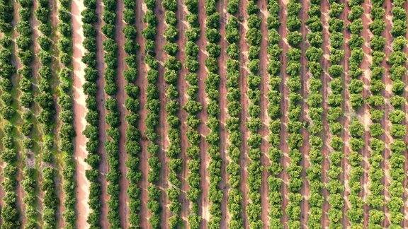 欧洲葡萄园种植园俯拍