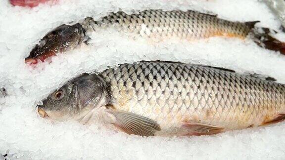新鲜的鱼冰上的鲤鱼在超级市场的柜台上市场销售
