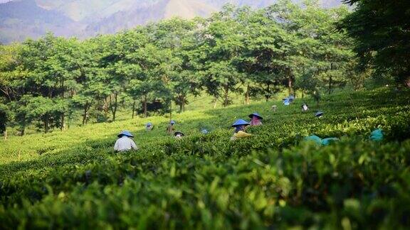 印度尼西亚的人们正在收获绿茶