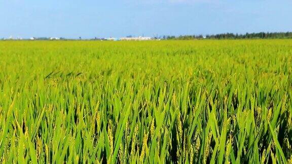 风中摇摆的稻田