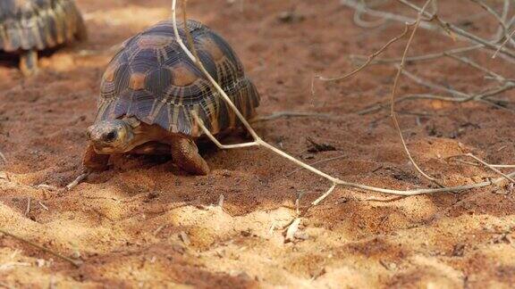 辐射龟-辐射龟-极度濒危的龟种马达加斯加特有行走在地面上