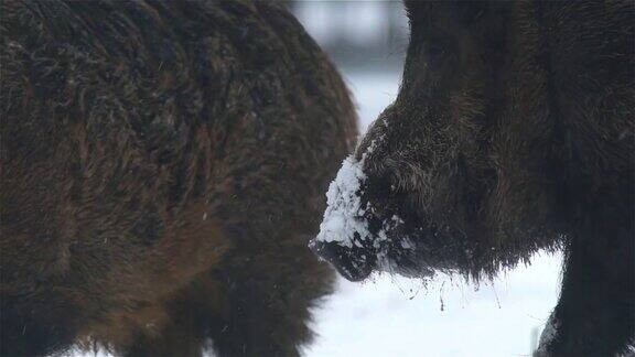 冬天丛林雪地里的野猪