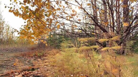 秋天的风景树枝上的白桦带着黄叶在风中飘落落在了秋天的森林里