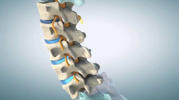 人类腰椎模型显示正常的椎间盘