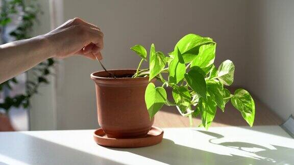 女人的手在花盆里与室内植物松土在家里照顾植物金epipreumaureum