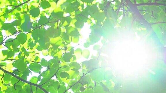 自然背景阳光透过吹在树上的绿叶模糊抽象的散景与太阳耀斑阳光夏日美丽的绿色自然背景公园4K夏天的树叶