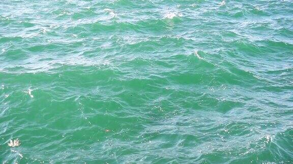 慢莫叶在海边海水里