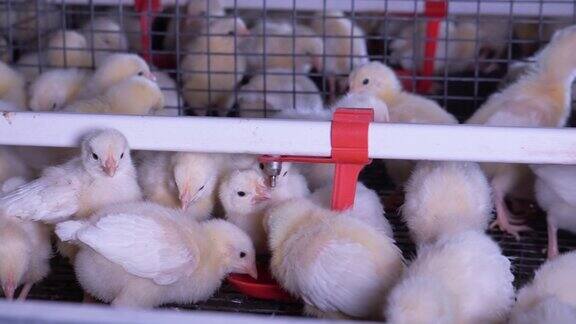 鸡饮水以防农场室内