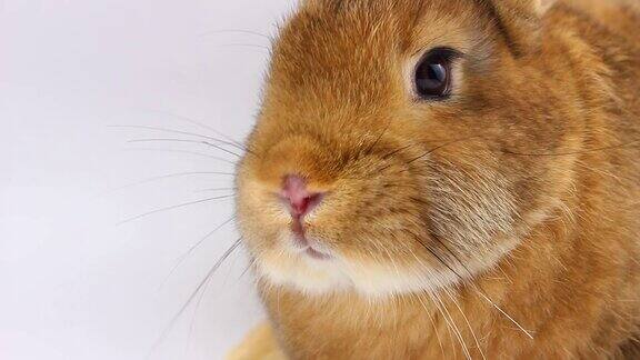 一只毛绒绒的棕色小兔子留着大胡子在灰色的背景上摆动着它的鼻子复活节兔子口套隔离