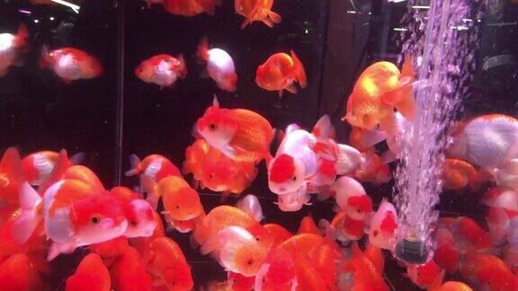 许多金鱼在透明的玻璃鱼缸中游泳如此美丽的颜色是金色白色和橙色