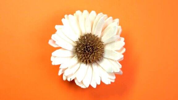 美丽的单雏菊花缓慢旋转在旋转的橙色背景