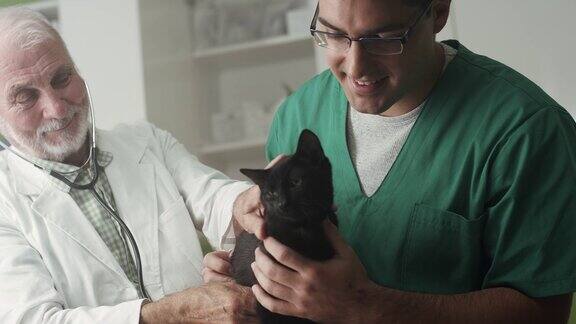 兽医诊所的黑猫