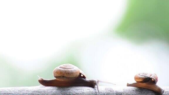 蜗牛妈妈和蜗牛孩子