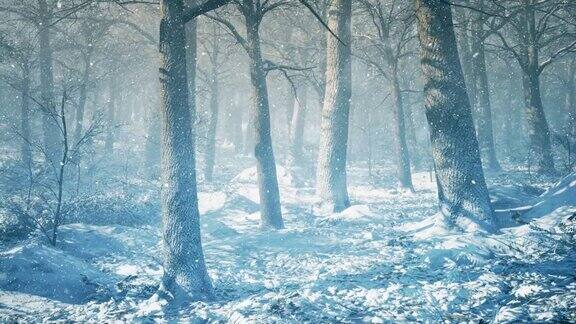 神奇的冬季森林飘落的雪花和阳光穿过树冠的圣诞设计