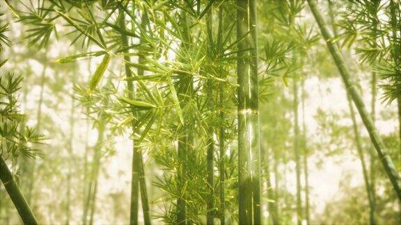 有阳光的亚洲竹林