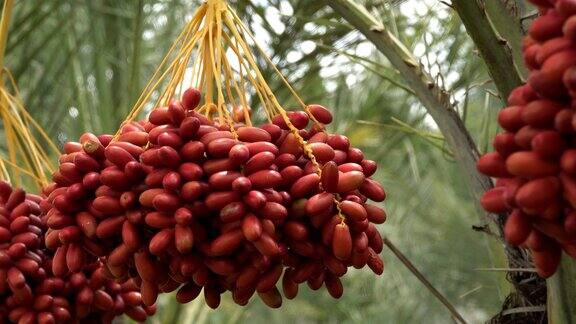 黑山的椰枣棕榈树上的果实近距离观察椰枣